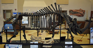 Woolly Rhino skeleton cast replica 2