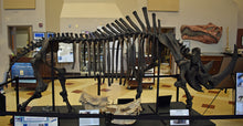 Load image into Gallery viewer, Woolly Rhino skeleton cast replica 2