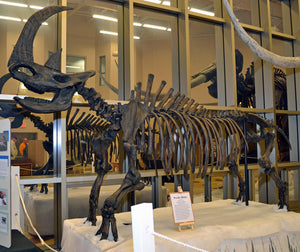 Woolly Rhino skeleton cast replica 2