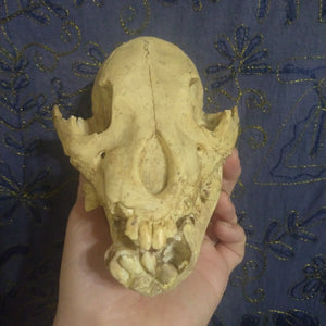 Cave bear; juvenile cave Bear Cub skull cast replica