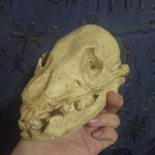 Load image into Gallery viewer, Cave bear; juvenile cave Bear Cub skull cast replica