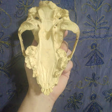 Load image into Gallery viewer, Cave bear; juvenile cave Bear Cub skull cast replica