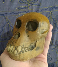 Load image into Gallery viewer, Proconsul africanus skull #2 Reconstruction cranium replica Full-size reconstruction cast