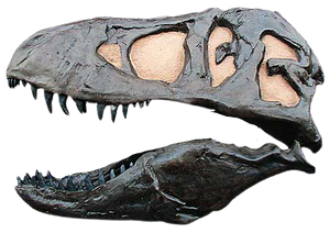 One sided T.rex skull cast replica (Left side) TMF