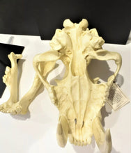 Cargar imagen en el visor de la galería, Smilodon Stand, Stand for Smilodon skull cast replica