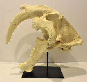 Smilodon Stand, Stand for Smilodon skull cast replica