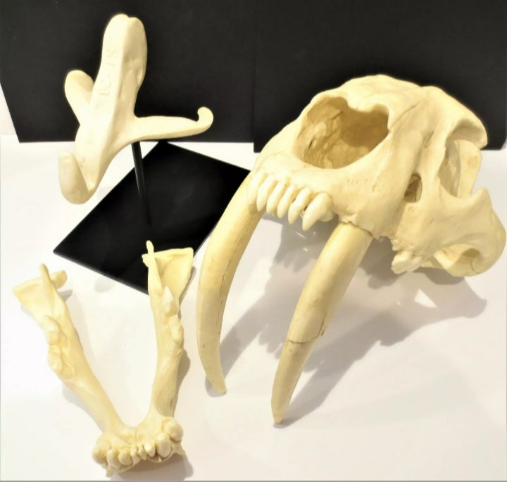 Smilodon Stand, Stand for Smilodon skull cast replica