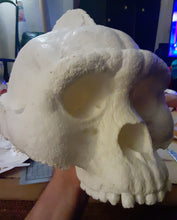 Load image into Gallery viewer, Bigfoot Skull Cast Artistic Interpretation by Master artist.