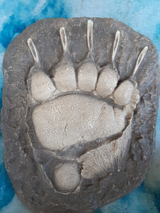 Grizzly Bear Track #4 Front Footprint Track Cast Replica Left Foot from a Grizzly Bear Track Preproduction