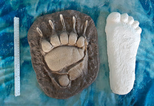 Grizzly Bear Track #4 Front Footprint Track Cast Replica Left Foot from a Grizzly Bear Track Preproduction