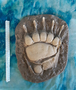 Grizzly Bear Track #4 Front Footprint Track Cast Replica Left Foot from a Grizzly Bear Track Preproduction