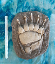 Cargar imagen en el visor de la galería, Grizzly Bear Track #4 Front Footprint Track Cast Replica Left Foot from a Grizzly Bear Track Preproduction