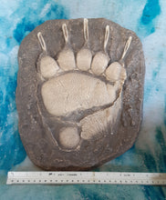 Cargar imagen en el visor de la galería, Grizzly Bear Track #4 Front Footprint Track Cast Replica Left Foot from a Grizzly Bear Track Preproduction