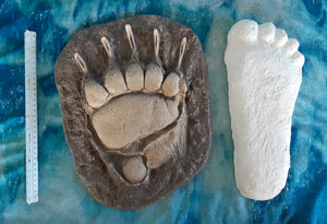 Grizzly Bear Track #4 Front Footprint Track Cast Replica Left Foot from a Grizzly Bear Track Preproduction