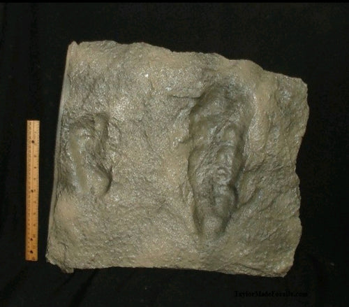 Laetoli Hominid Footprint tracks (2 tracks) impression casts