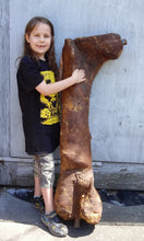 Load image into Gallery viewer, T.rex femur cast replica #1 Ivan the T-Rex