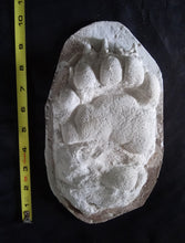 画像をギャラリービューアに読み込む, Bear: Footprint Adult Black Bear Footprint #1 Cast Replica