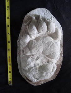 Bear: Footprint Adult Black Bear Footprint #1 Cast Replica