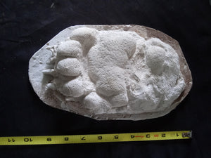 Bear: Footprint Adult Black Bear Footprint #1 Cast Replica