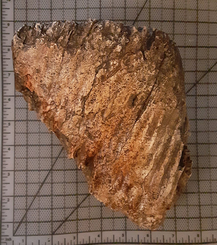 Woolly Mammoth Tooth Cast Replica #1