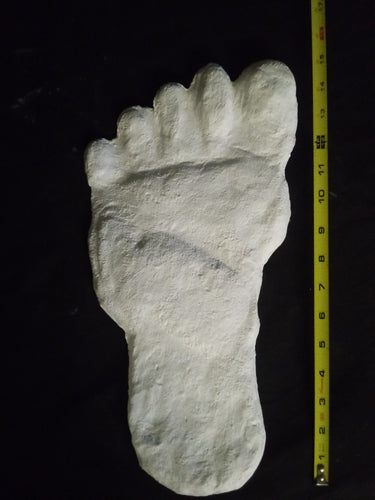 19xx Alma Footprint track cast from Russia Cryptozoology AlmastyAlmas Footprint BIGFOOT