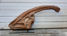 Load image into Gallery viewer, Discounted Parasaurolophus skull cast replica