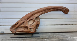 Discounted Parasaurolophus skull cast replica