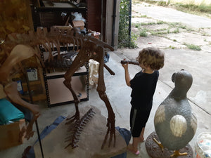 Lufengosaurus skeleton cast replica dinosaur for sale or rent