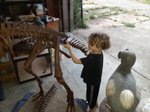 Lufengosaurus skeleton cast replica dinosaur for sale or rent