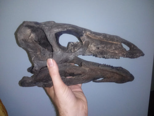 Stegosaurus skull cast replica #1