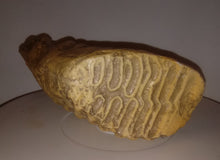 Load image into Gallery viewer, Dwarf Mammoth tooth cast replica