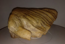 Load image into Gallery viewer, Dwarf Mammoth tooth cast replica