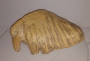 Dwarf Mammoth tooth cast replica