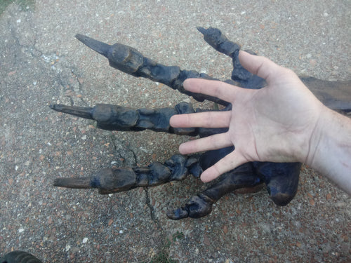 Megalonyx ground sloth arm and hand cast replica