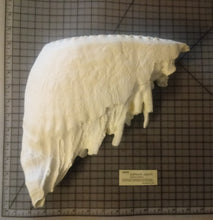 Load image into Gallery viewer, Elephant: Asian Elephant tooth cast replica