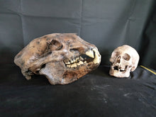 Load image into Gallery viewer, Short Faced Bear skull cast replica #2 (item #L112A) Updated 2024