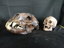 Load image into Gallery viewer, Short Faced Bear skull cast replica #2 (item #L112A) Updated 2024