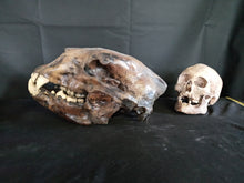 Load image into Gallery viewer, Short Faced Bear skull cast replica #2 (item #L112A) Updated 2024