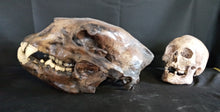 Load image into Gallery viewer, Short Faced Bear skull cast replica #2 (item #L112A) Updated 2024