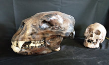 Load image into Gallery viewer, Short Faced Bear skull cast replica #2 (item #L112A) Updated 2024