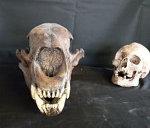 Load image into Gallery viewer, Short Faced Bear skull cast replica #2 (item #L112A) Updated 2024