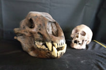 Load image into Gallery viewer, Short Faced Bear skull cast replica #2 (item #L112A) Updated 2024