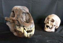 Load image into Gallery viewer, Short Faced Bear skull cast replica #2 (item #L112A) Updated 2024