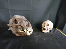 Load image into Gallery viewer, Short Faced Bear skull cast replica #2 (item #L112A) Updated 2024