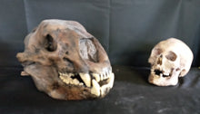 Load image into Gallery viewer, Short Faced Bear skull cast replica #2 (item #L112A) Updated 2024