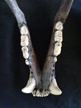 Load image into Gallery viewer, Short Faced Bear skull cast replica #2 (item #L112A) Updated 2024