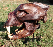 Load image into Gallery viewer, Bear: Short Faced Bear skull fossil cast replica Updated 2023