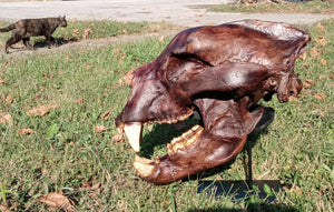 Bear: Short Faced Bear skull fossil cast replica Updated 2023