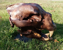 Load image into Gallery viewer, Bear: Short Faced Bear skull fossil cast replica Updated 2023