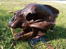 Load image into Gallery viewer, Bear: Short Faced Bear skull fossil cast replica Updated 2023